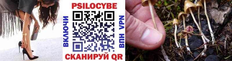 купить   Ахтырский  Галлюциногенные грибы Psilocybe 